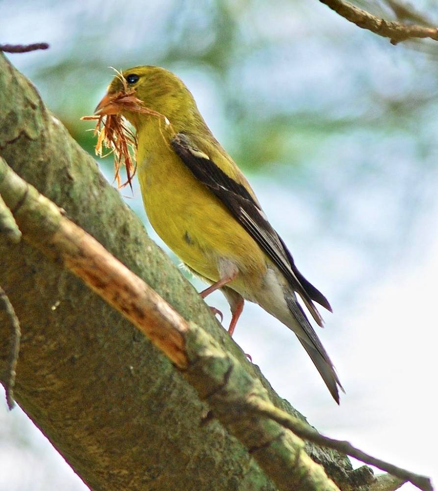 American Goldfinch with supplies by Billtacular is licensed under CC BY-NC-ND 2.0